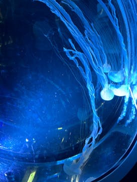 名古屋港水族館に投稿された画像（2024/8/25）