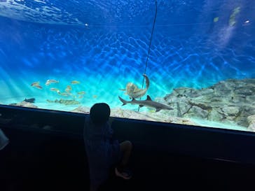 アクアワールド茨城県大洗水族館に投稿された画像（2024/8/25）