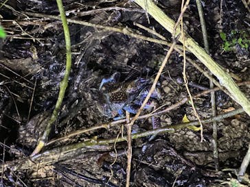 西表島 ADVENTURE PiPi（アドベンチャーピピ）に投稿された画像（2024/8/25）