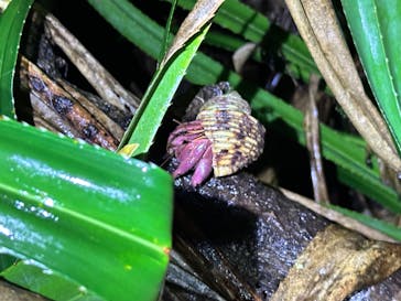 西表島 ADVENTURE PiPi（アドベンチャーピピ）に投稿された画像（2024/8/25）