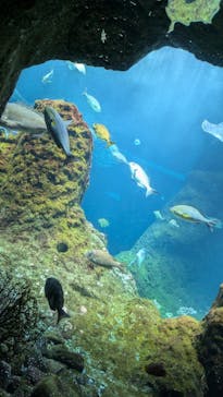 新江ノ島水族館に投稿された画像（2024/8/25）