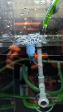 新江ノ島水族館に投稿された画像（2024/8/25）