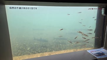サケのふるさと 千歳水族館に投稿された画像（2024/8/25）