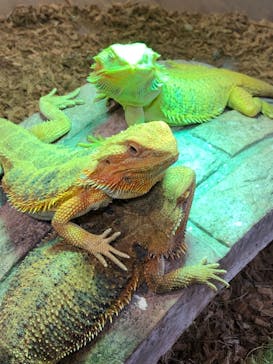 NARA KINGYO MUSEUMに投稿された画像（2024/8/25）