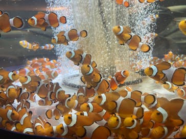 鴨川シーワールドに投稿された画像（2024/8/25）