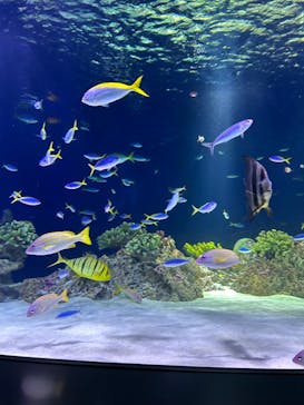 マリンワールド海の中道に投稿された画像（2024/8/25）