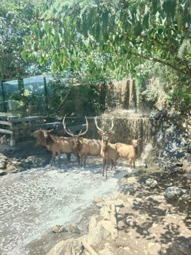 群馬サファリパークに投稿された画像（2024/8/25）