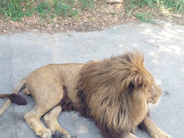 群馬サファリパークに投稿された画像（2024/8/25）