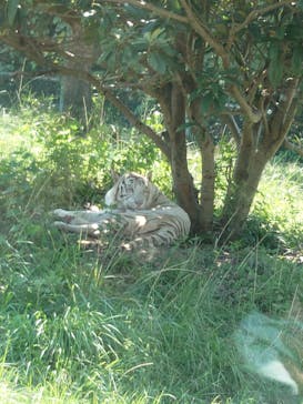 群馬サファリパークに投稿された画像（2024/8/25）