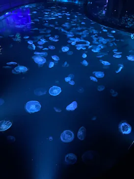 すみだ水族館に投稿された画像（2024/8/25）