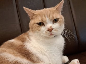 猫カフェモカ　アルシェ大宮店に投稿された画像（2024/8/25）