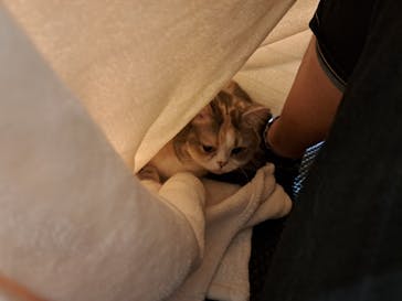 猫カフェモカ　アルシェ大宮店に投稿された画像（2024/8/25）