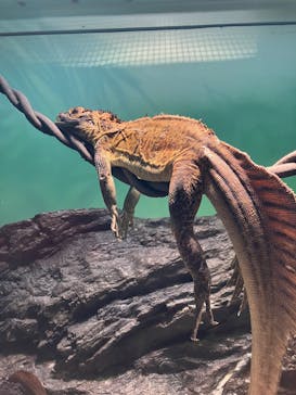 サンシャイン水族館に投稿された画像（2024/8/25）