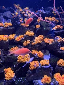 大分マリーンパレス水族館 「うみたまご」に投稿された画像（2024/8/25）