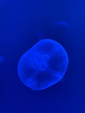 大分マリーンパレス水族館 「うみたまご」に投稿された画像（2024/8/25）