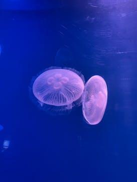 大分マリーンパレス水族館 「うみたまご」に投稿された画像（2024/8/25）