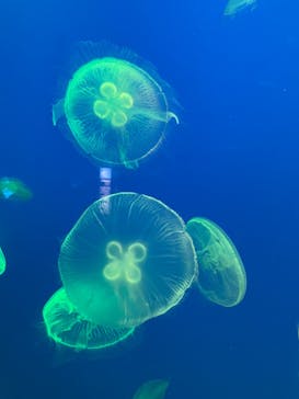 大分マリーンパレス水族館 「うみたまご」に投稿された画像（2024/8/25）