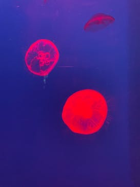 大分マリーンパレス水族館 「うみたまご」に投稿された画像（2024/8/25）