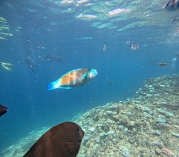 沖縄マリンサービス碧に投稿された画像（2024/8/25）