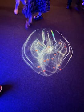 九十九島水族館海きららに投稿された画像（2024/8/25）