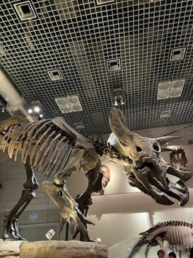 国立科学博物館に投稿された画像（2024/8/25）