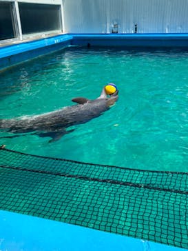 ゼロ距離水族館 伊勢シーパラダイスに投稿された画像（2024/8/25）