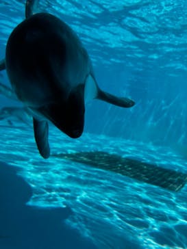 鴨川シーワールドに投稿された画像（2024/8/25）