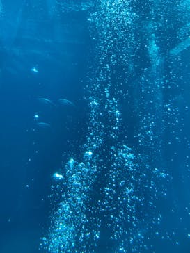 環境水族館アクアマリンふくしまに投稿された画像（2024/8/25）