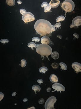 環境水族館アクアマリンふくしまに投稿された画像（2024/8/25）