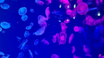 名古屋港水族館に投稿された画像（2024/8/25）