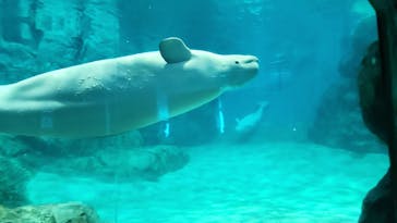 名古屋港水族館に投稿された画像（2024/8/25）