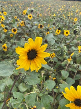 たんばらラベンダーパークに投稿された画像（2024/8/25）