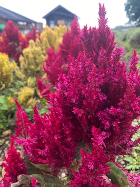 たんばらラベンダーパークに投稿された画像（2024/8/25）