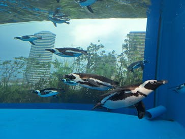 サンシャイン水族館に投稿された画像（2024/8/25）