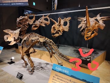 福井県立恐竜博物館に投稿された画像（2024/8/25）