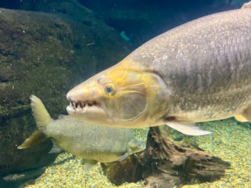 世界淡水魚園水族館　アクア・トトぎふに投稿された画像（2024/8/25）