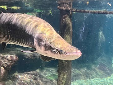世界淡水魚園水族館　アクア・トトぎふに投稿された画像（2024/8/25）