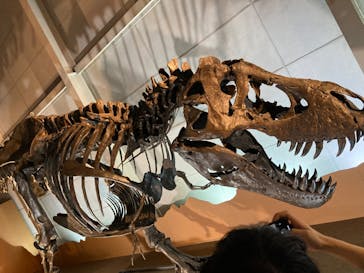 巨大恐竜展2024に投稿された画像（2024/8/25）