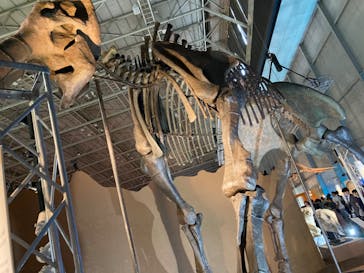 巨大恐竜展2024に投稿された画像（2024/8/25）