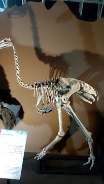 巨大恐竜展2024に投稿された画像（2024/8/25）