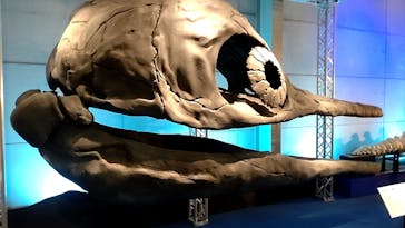 巨大恐竜展2024に投稿された画像（2024/8/25）