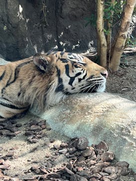 神戸どうぶつ王国に投稿された画像（2024/8/25）