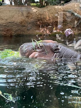 神戸どうぶつ王国に投稿された画像（2024/8/25）