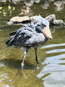 神戸どうぶつ王国に投稿された画像（2024/8/25）