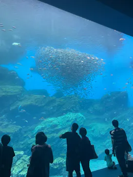 仙台うみの杜水族館に投稿された画像（2024/8/25）