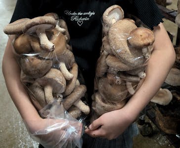 トクリン　こんどうちゃんきのこ農園に投稿された画像（2024/8/25）