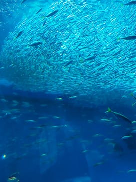 アクアワールド茨城県大洗水族館に投稿された画像（2024/8/25）