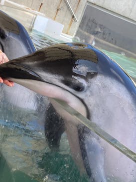 城崎マリンワールドに投稿された画像（2024/8/25）