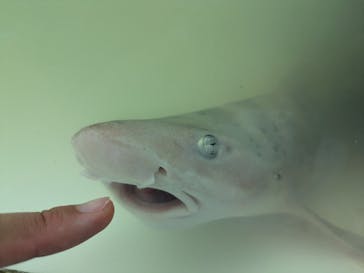 いきもの探検隊に投稿された画像（2024/8/25）