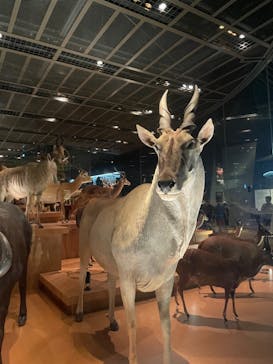 国立科学博物館に投稿された画像（2024/8/25）